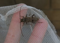 Brothylus gemmulatus