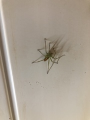 Micrommata
