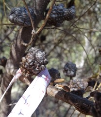 Allocasuarina muelleriana