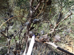 Allocasuarina muelleriana