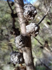 Allocasuarina muelleriana