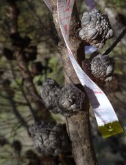Allocasuarina muelleriana