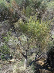 Allocasuarina muelleriana