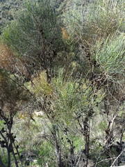 Allocasuarina muelleriana