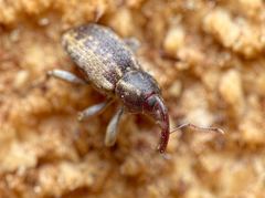 Pachytychius haematocephalus