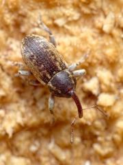 Pachytychius haematocephalus