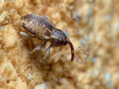 Pachytychius haematocephalus