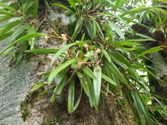Ceratostylis himalaica