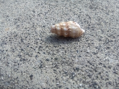 Cerithiidae