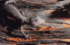 Strophurus ciliaris
