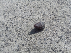 Cerithiidae