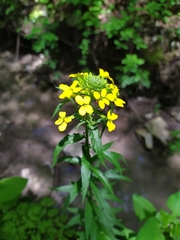 Erysimum aureum