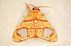 Zatrephes trailii