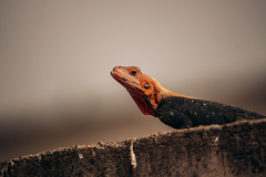 Agama