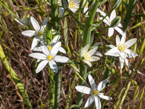 Image of Ornithogalum pyramidale by no rights reserved