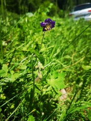 Geranium phaeum phaeum