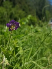 Geranium phaeum phaeum