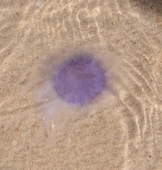 Cyanea lamarckii