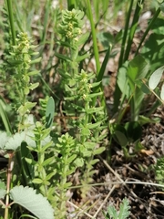 Cruciata glabra krylovii