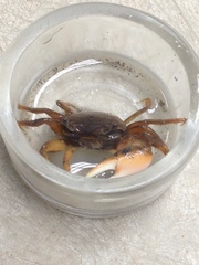 Minuca longisignalis