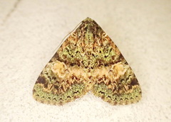 Eudyops fuscoviridis