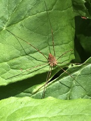 Leiobunum ventricosum