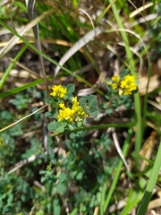 Medicago cretacea