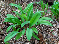 Allium microdictyon