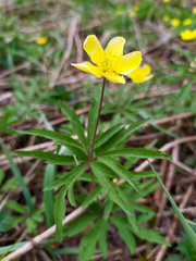 Anemonoides uralensis