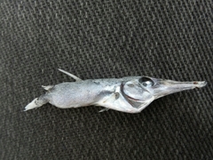 Macroramphosus