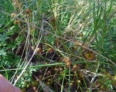 Drosera planchonii