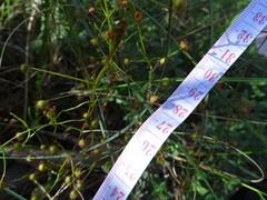 Drosera planchonii