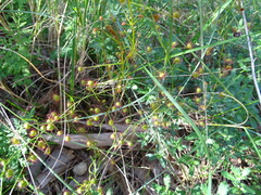Drosera planchonii