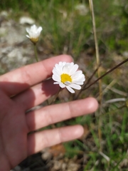 Tanacetum poteriifolium