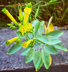Nicotiana glauca