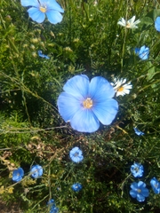 Linum perenne