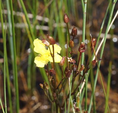 Ornduffia reniformis