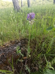 Oxytropis ambigua