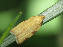 Clepsis siciliana