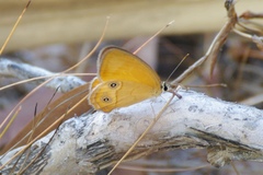 Hypocysta adiante antirius