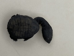 Chelodina oblonga