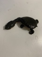 Chelodina oblonga