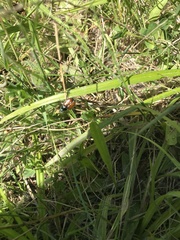 Phyllopertha horticola