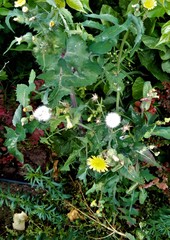Asteraceae