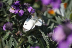 Anthocharis cardamines