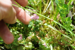 Pedicularis sylvatica