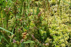Pedicularis sylvatica