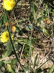 Enallagma cyathigerum