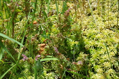 Pedicularis sylvatica