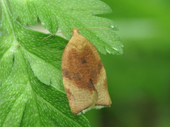 Clepsis siciliana